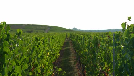 Out-of-Focus-Vineyards-in-Hunawihr-Outskirts-in-Eastern-France