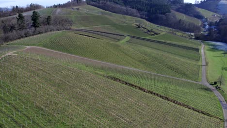 Aerial-view-of-vineyards-on-cold-spring-day