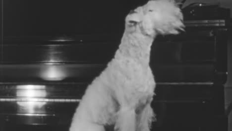 Schwarz-Weiß-Aufnahmen-Eines-Terrier-Hundes,-Der-In-Den-1930er-Jahren-Im-New-York-Drinnen-Saß
