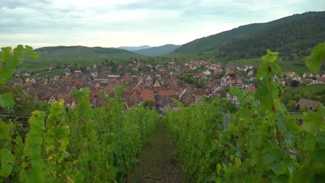 Rows-of-Beautiful-Vineyards-in-Riquewihr-Ancient-Town-on-a-Gloomy-Day