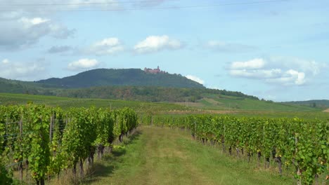 Château-Du-Haut-Koenigsbourg-In-Den-Weinbergen-Am-Stadtrand-Von-Ribeauvillé