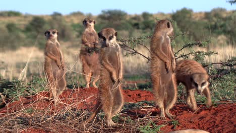 Suricate-meerkats-basking-in-the-sun-in-the-early-morning-while-surveying-their-surroundings-for-danger,-Southern-Kalahari