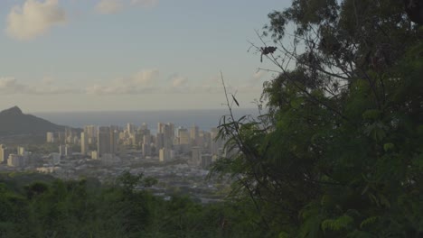 passing-pink-clouds-slowly-block-the-sun-shining-on-the-city-of-Honolulu,-Hawaii-at-sunset-as-a-flock-of-small-birds-visit-the-lush-foliage-in-the-foreground