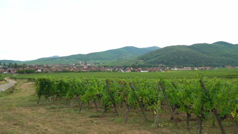 Green-Vineyards-near-Kayserberg-Village-in-Colmar-with-Houses-in-the-Distance
