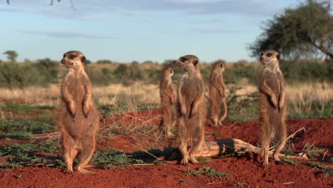 Close-up-of-meerkats-standing-upright-at-their-burrow-in-the-Southern-Kalahari-semi-desert-savannah-during-the-golden-hour-of-the-morning