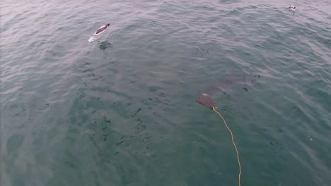 Increíble-Gran-Tiburón-Blanco-Acercándose-A-Un-Barco-Atraído-Por-El-Cebo-Ofrecido-Por-Un-Marinero-Durante-Un-Buceo-En-Jaula-De-Tiburones-En-Gansbaai