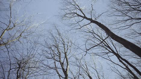 Under-trees-with-view-from-below-into-the-treetops-with-bare-branches-and-twigs-against-a-blue-sky