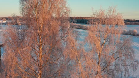 Aerial-view-of-frozen-birch-tree-in-winter-morning-sun-and-snowy-field