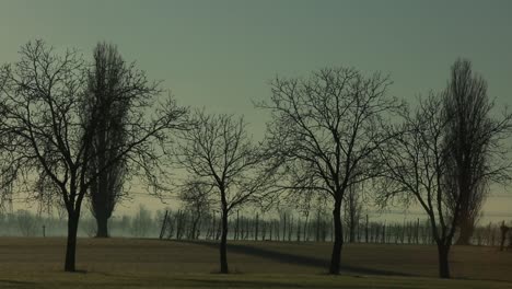 Silhouetted-trees-at-dusk-casting-long-shadows-on-grassy-field,-serene-and-tranquil-scene