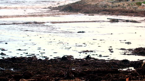 Debris-of-roots-and-plant-matter-washed-up-on-beach-after-heavy-coastal-storm