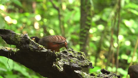 Chestnut-bellied-Partridge-bird-are-feeding-behind-a-mossy-log