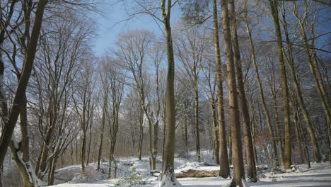 Ruhige-Winterwaldszene-Mit-Hohen-Kahlen-Bäumen-Und-Schneebedecktem-Boden-In-Skandinavien