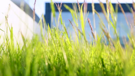 Close-up-of-lush-green-grass-with-soft-sunlight,-urban-building-blurred-in-the-background