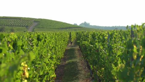 Rows-of-Vineyards-in-Hunawihr-Outskirts-in-Eastern-France