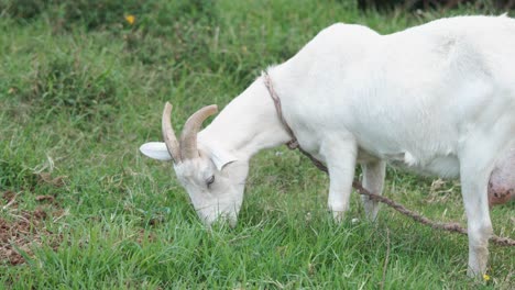 Gefesselte-Weiße-Ziege,-Die-Gras-Auf-Dem-Bauernhof-Frisst