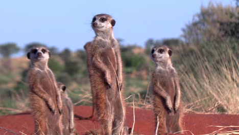 Meerkats-basking-in-the-early-morning-sunshine,-scanning-the-area-for-danger-in-Southern-Kalahari
