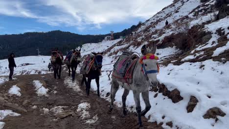pov-shot-of-many-donkeys-running-in-a-line-up-a-mountain-and-the-mountain-is-visible-from-the-snow