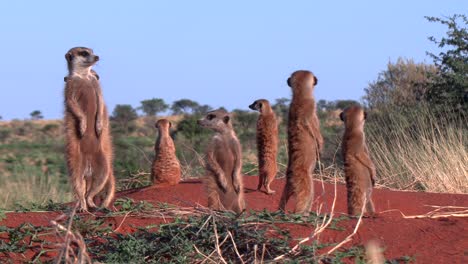 Eine-Enge-Familie-Von-Erdmännchen,-Die-In-Der-Morgensonne-In-Der-Südlichen-Kalahari-Wüste-In-Afrika-Zusammenstehen