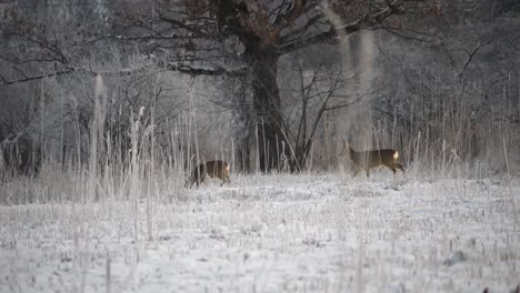 Deers-in-the-morning-hours-walk-in-the-Snow