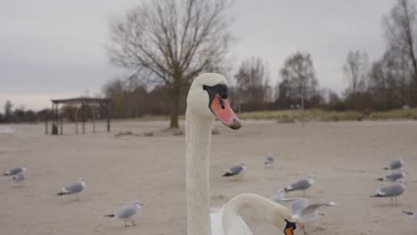 Majestic-swan-on-winter-beach,-seagulls-taking-off