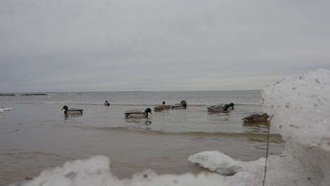 Ducks-gracefully-swim-in-icy-water,-joined-by-seagulls