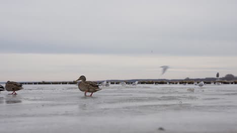 Ducks-sliding-on-icy-lake