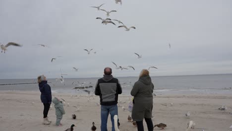Seagulls-fed-mid-air-over-icy-beach,-winter-scene