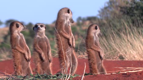 A-close-family-of-Meerkats-Standing-alert,-basking-in-the-Morning-Sun,-Southern-Kalahari-Desert,-Africa