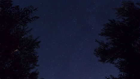Noche-Estrellada-Asomándose-Entre-Los-árboles