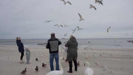 Seagulls-getting-fed-mid-air-over-icy-beach,-winter-scene,-toddler-watching