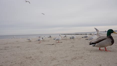 Seagulls-on-frozen-beach,-foreground-ducks-fighting