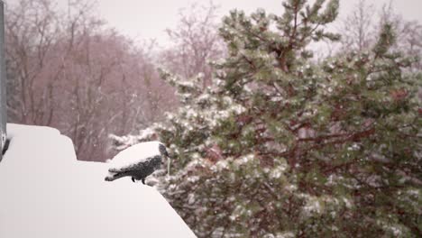 Plastic-raven-is-frozen-in-the-winter-storm-in-front-of-several-trees-in-the-cold