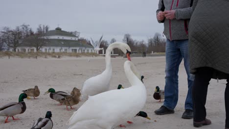 Swans-fed-on-frozen-beach-in-winter