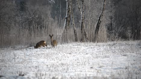 Ciervos-Caminando-En-La-Nieve-En-Las-Horas-De-La-Mañana
