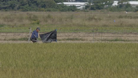 Farmer-walking-through-a-golden-rice-field-with-farming-equipment