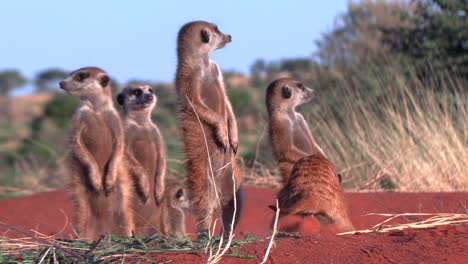 Close-Up-of-Meerkats-Looking-Around-Their-Environment-in-Africa,-Southern-Kalahari