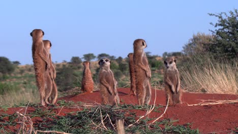 Beautiful-Close-up-of-meerkats-standing-upright-and-alert-on-their-burrow-early-morning-in-the-Southern-Kalahari