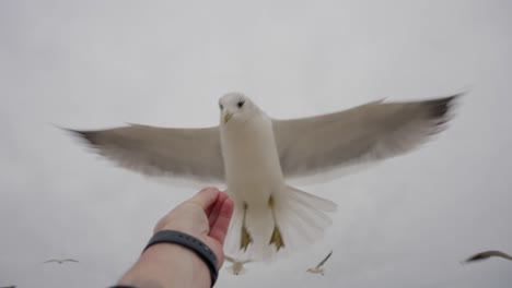 Seagull-searches-for-food,-flying-close-to-camera