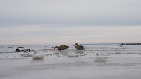 Ducks-gracefully-navigate-icy-lake-and-glide-into-frozen-water
