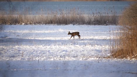 Beautiful-Deer-in-a-Winter-Landscape