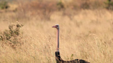Alert-Masai-Ostrich-In-Grassland-Habitat-in-Masai-Mara-National-Reserve,-Kenya,-Africa