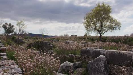 A-field-of-stones-with-a-tree-in-Miletus