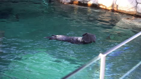 A-lone-Sea-Otter-floats-on-it's-back-in-a-clear-water-enclosure-relaxing-and-playing-with-a-small-black-blanket-by-place-it-on-it's-face-whilst-grooming-it's-fur-around-the-face