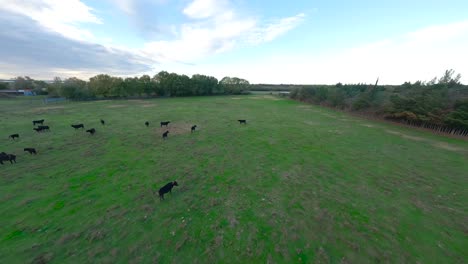 Cattle-herd-grazing-peacefully-in-the-open-expanse-of-the-countryside