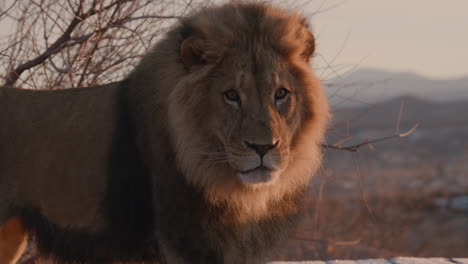 Extremely-handsome-lion-looking-slow-motion