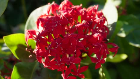 Ixora-Tropische-Blühende-Strauchpflanze-Mit-Büscheln-Roter-Blüten