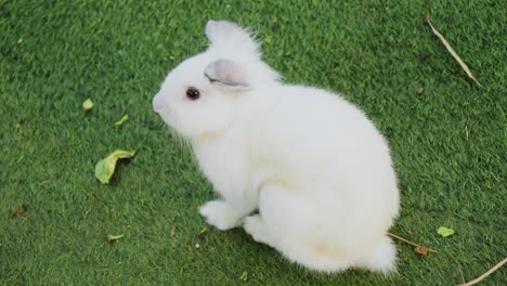 White-european-rabbit-eating-in-grass.-Oryctolagus-cuniculus