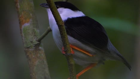 Pájaro-Saltarín-De-Barba-Blanca-En-La-Rama-De-Un-árbol-En-Una-Región-De-Gran-Vegetación