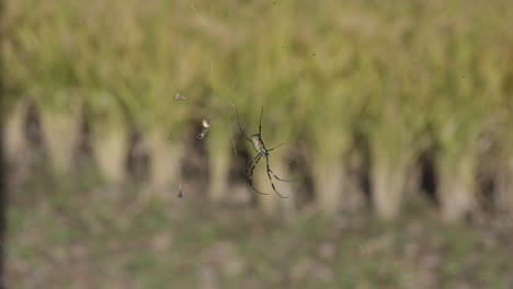 Nahaufnahme-Einer-Spinne,-Die-In-Einem-Reisfeld-An-Ihrem-Netz-Hängt,-Im-Hintergrund-Unscharfes-Grün