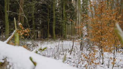 Lying-tree-trunk-in-winter-scenery,-forest,-slow-steady-shot